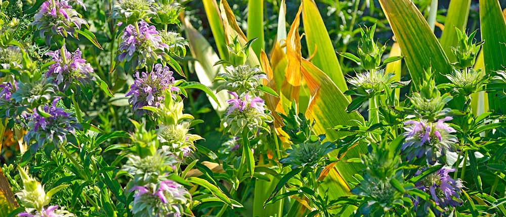 Lemon bee balm flowers.