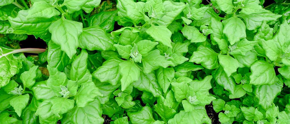 New Zealand spinach plants.