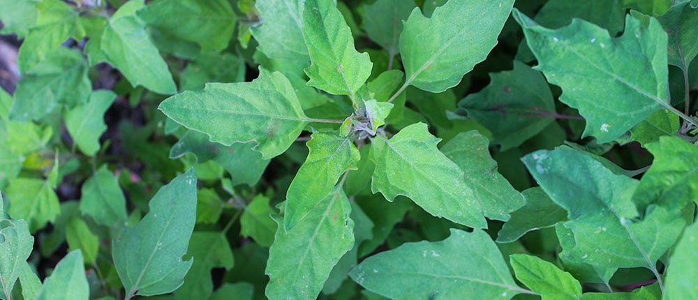 Red Aztec Spinach or Huazontle plants.