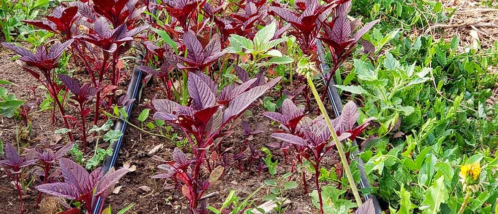 Red Garnet Amaranth plants.