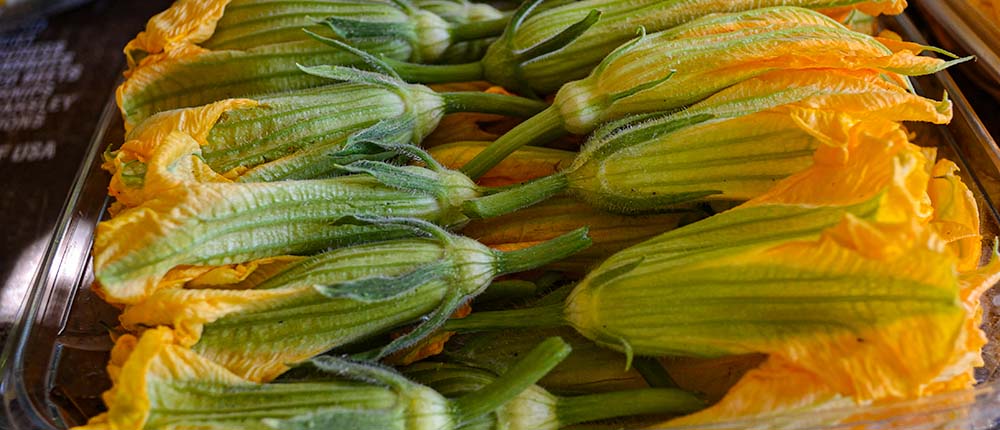 Freshly harvested squash blossoms.