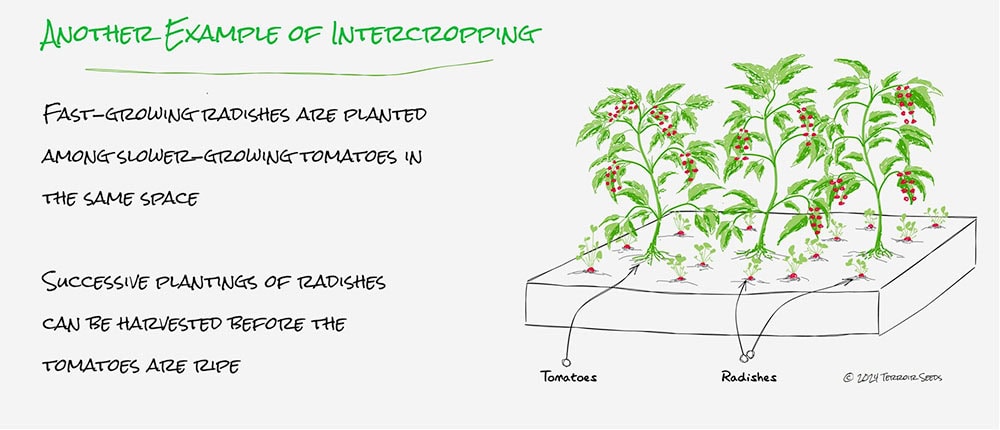 Intercropping succession planting radishes among tomatoes.