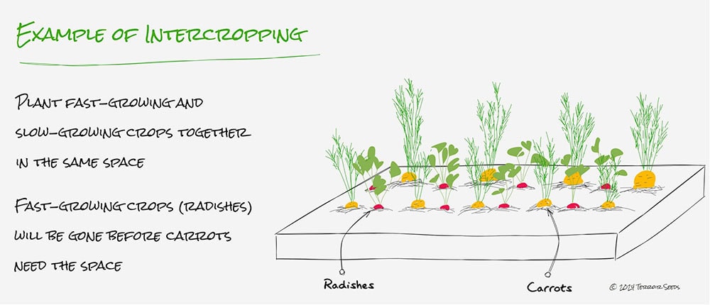 Intercropping succession planting - plant both fast and slow-growing crops in the same space. Fast crops will be gone before the slow crops need the space.