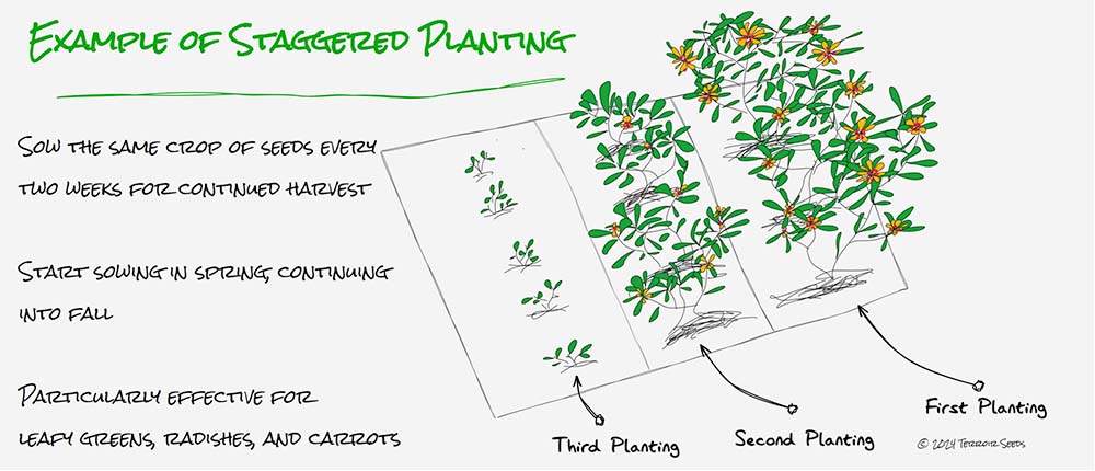 Staggered planting for succession planting - plant the same crop every few weeks for a continued harvest throughout the season.