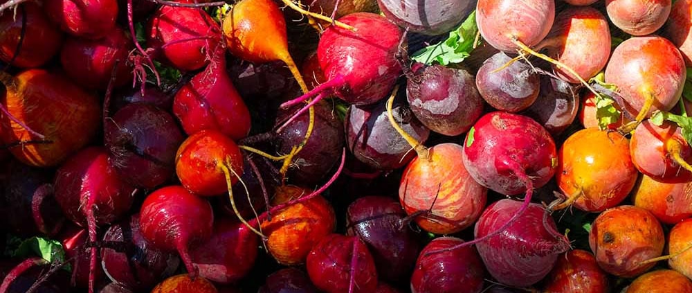 Beets from a cool season garden.