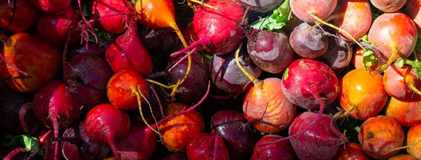 Beets from a cool season garden.