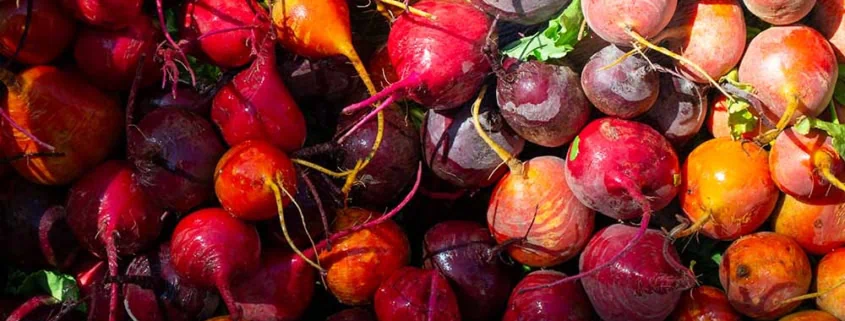 Beets from a cool season garden.