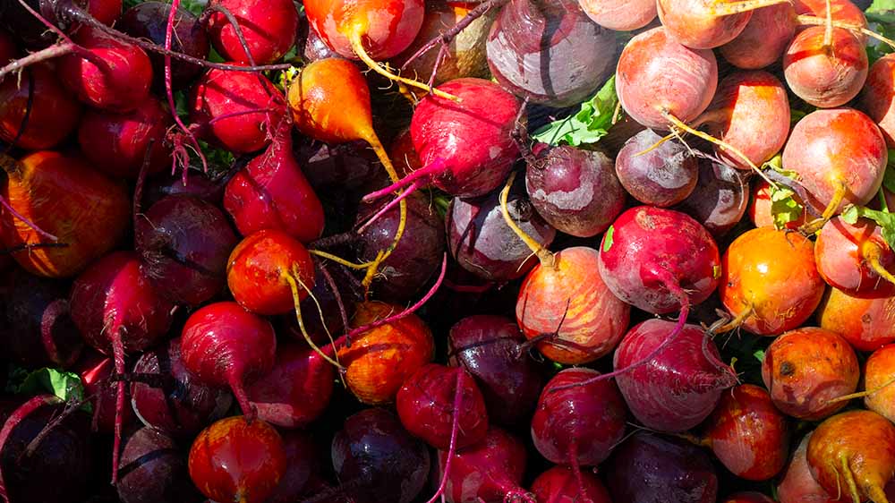 Beets from a cool season garden.