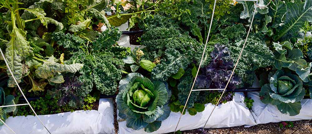 Cool season bag garden with brassicas