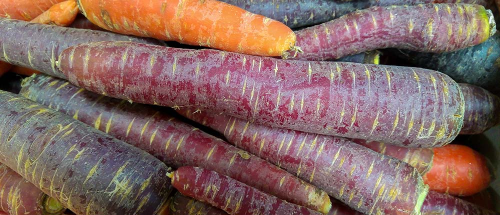 Carrots from a cool season garden