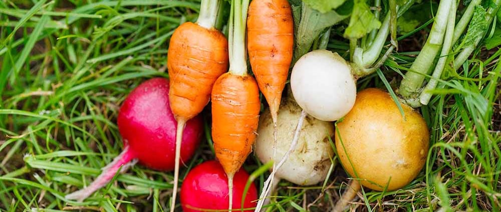 Fall and winter vegetables on grass