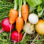 Fall and winter vegetables on grass