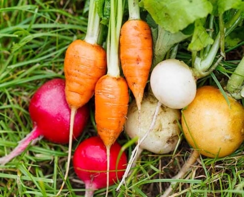 Fall and winter vegetables on grass