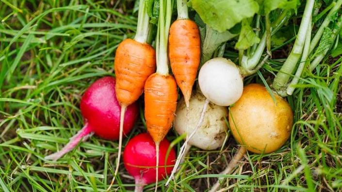 Fall and winter vegetables on grass