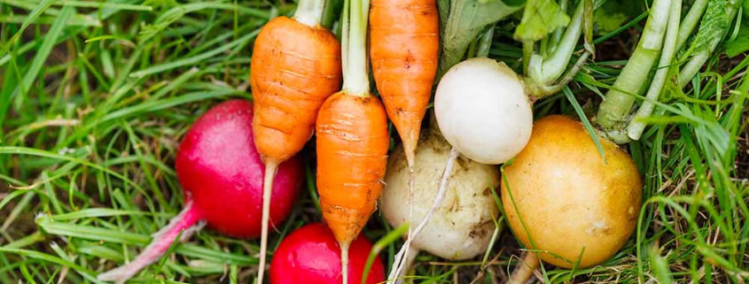 Fall and winter vegetables on grass