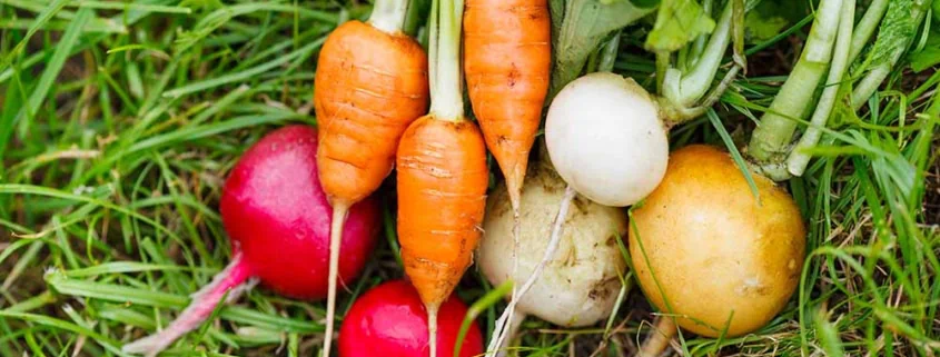 Fall and winter vegetables on grass