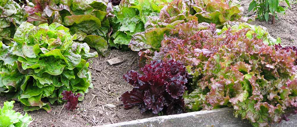 Different types of lettuce in a cool season garden