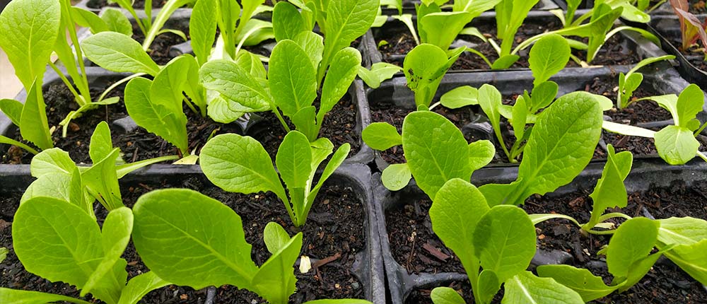 Lettuce seedlings for cool season transplanting