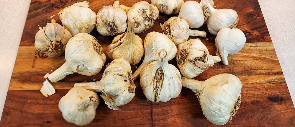 Hardneck garlic for pickling.