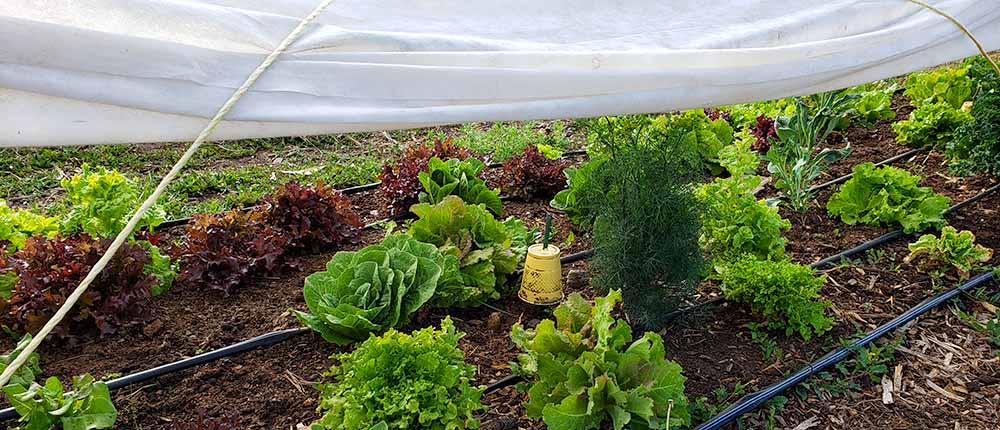 Lettuce in low tunnel with cover tied up.