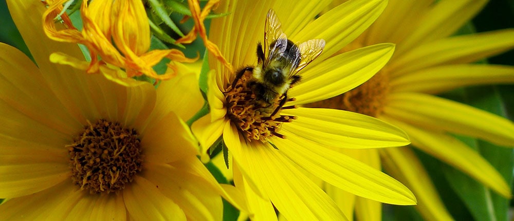 Bee on Maximilian's Sunflower