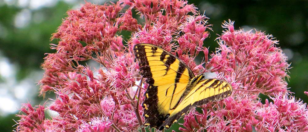 Butterfly on Joe Pye weed