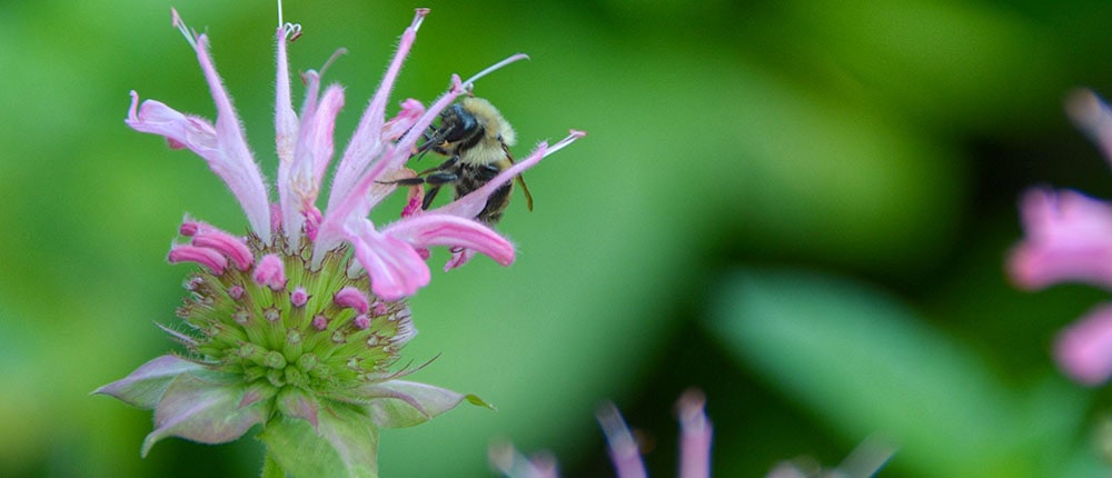 Bee on Lemon Bee Balm flower