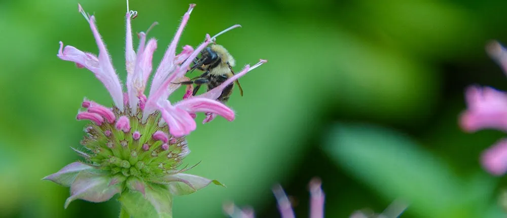 Bee on Lemon Bee Balm flower
