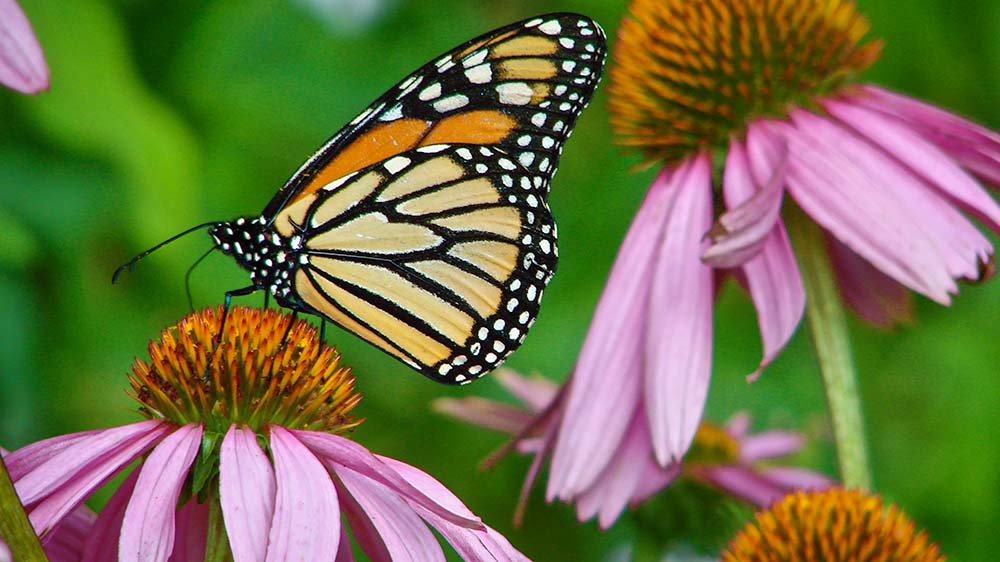 Monarch butterfly on echinacea flower