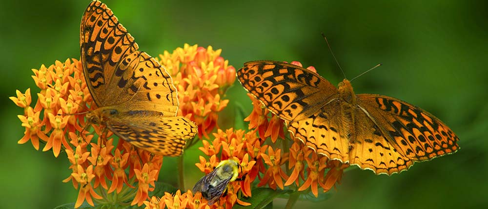 Pollinators on Butterfly Milkweed