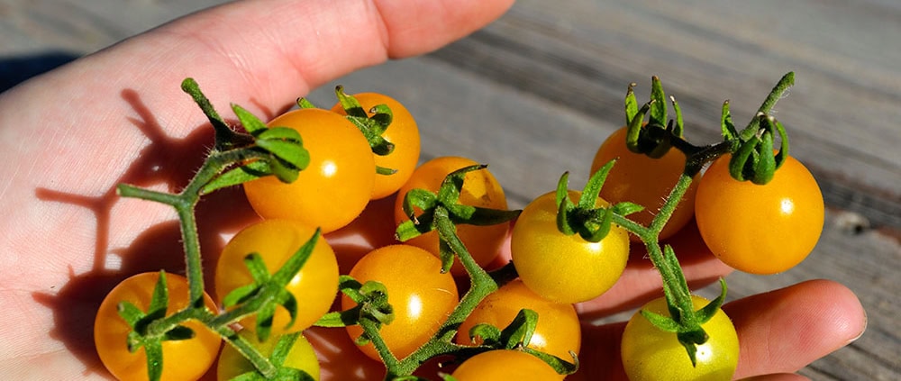 Wild Galapagos Tomatoes in Hand