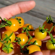 Wild Galapagos Tomatoes in Hand