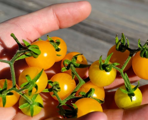 Wild Galapagos Tomatoes in Hand