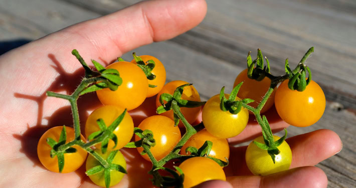 Wild Galapagos Tomatoes in Hand