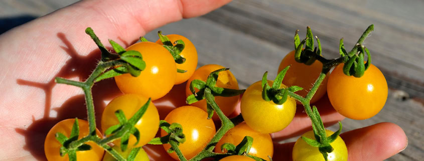 Wild Galapagos Tomatoes in Hand