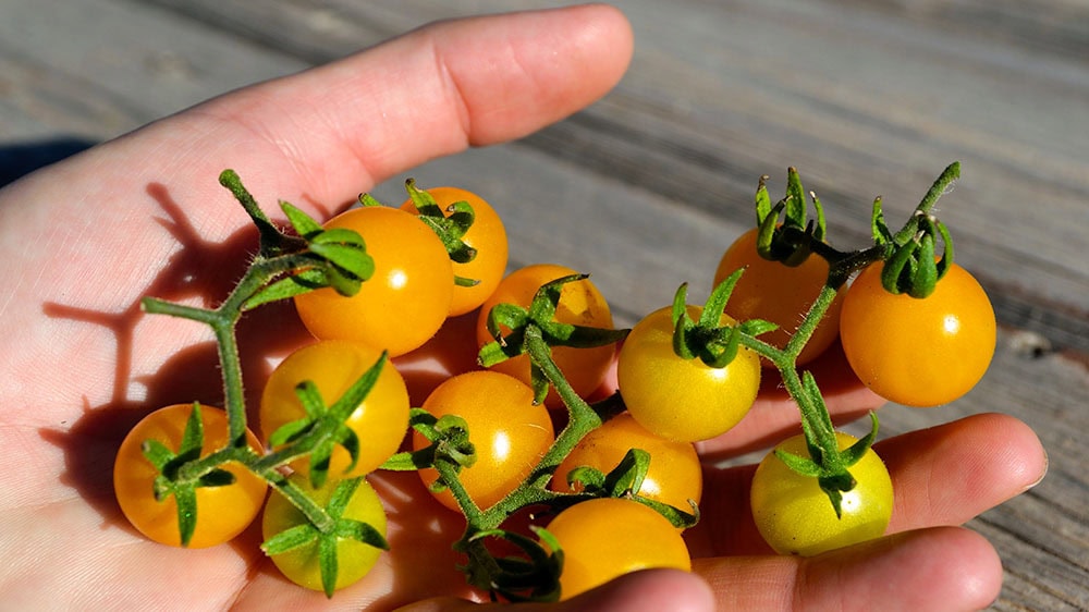 Wild Galapagos Tomatoes in Hand