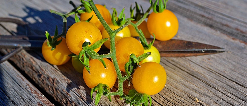 Wild Galapagos tomatoes on a wooden bench.