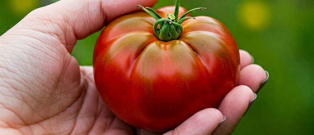 Freshly harvested heirloom tomato in hand.