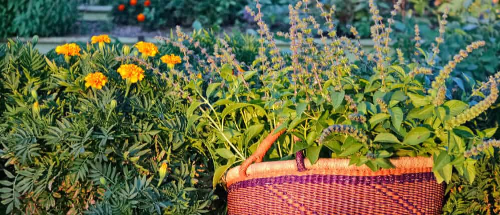 Basil and Marigolds