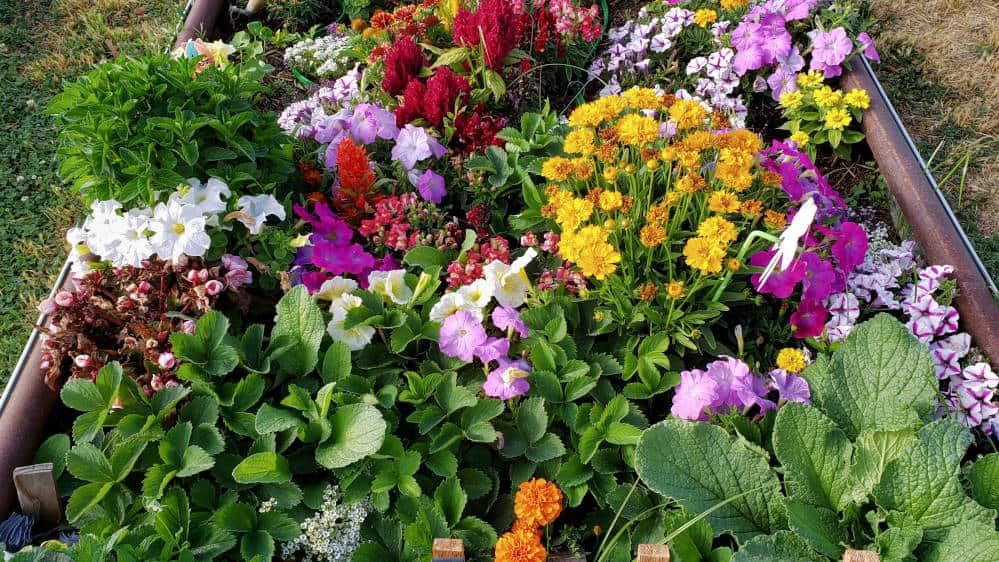 Colorful photo of mixed species of vegetables, herbs, and flowers.