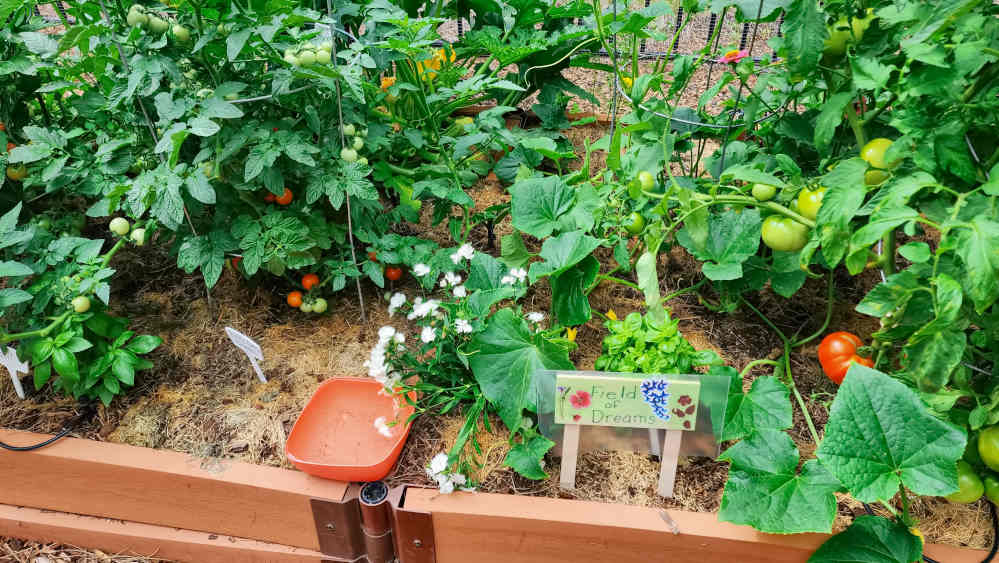 A raised bed garden with different vegetables and herbs in it.