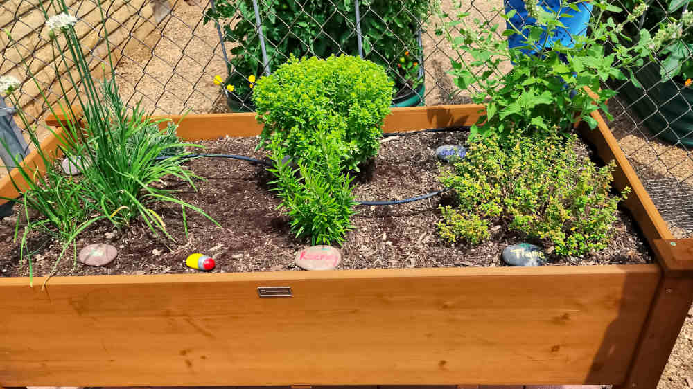 A wooden garden planter with herbs in it.