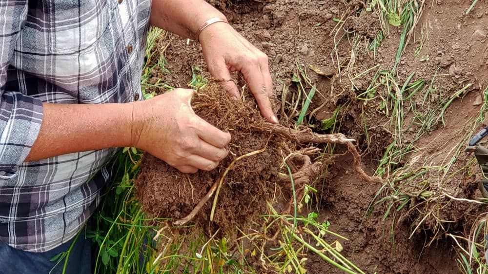 The invisible soil workforce.