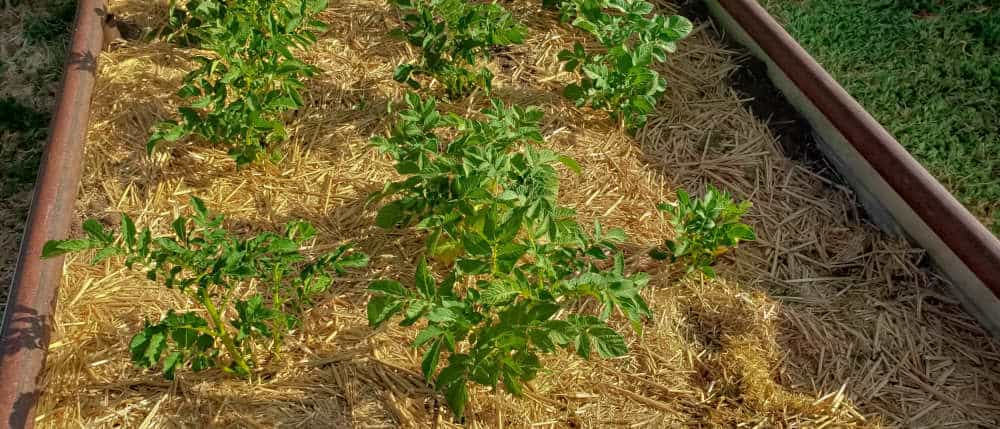 Straw Mulch