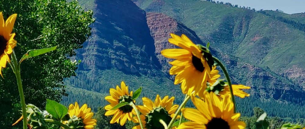 Sunflowers in late summer sun in Durango, CO.
