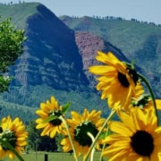 Sunflowers in late summer sun in Durango, CO.