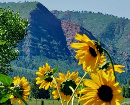 Sunflowers in late summer sun in Durango, CO.