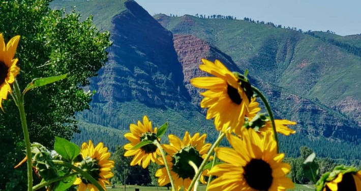 Sunflowers in late summer sun in Durango, CO.
