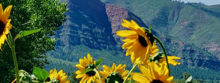 Sunflowers in late summer sun in Durango, CO.