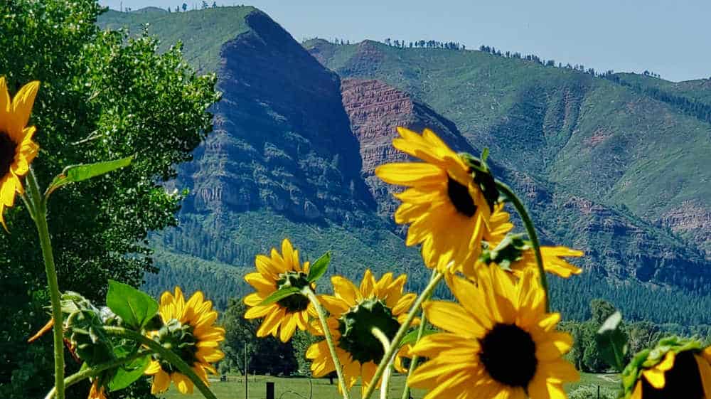 Sunflowers in late summer sun in Durango, CO.
